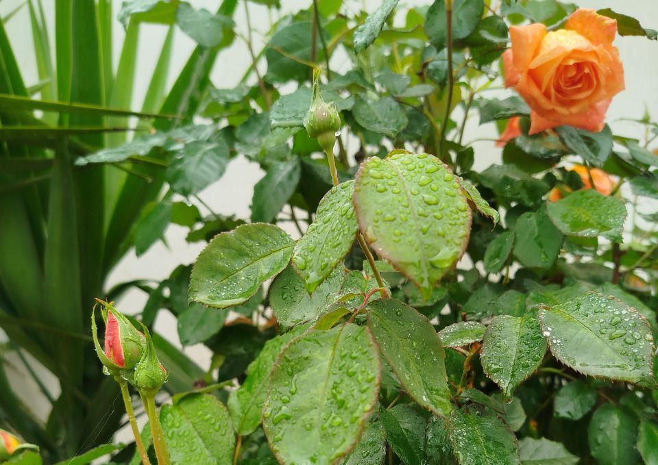 بارش برف بهاری در ارتفاعات گیلان دور از انتظار نیست