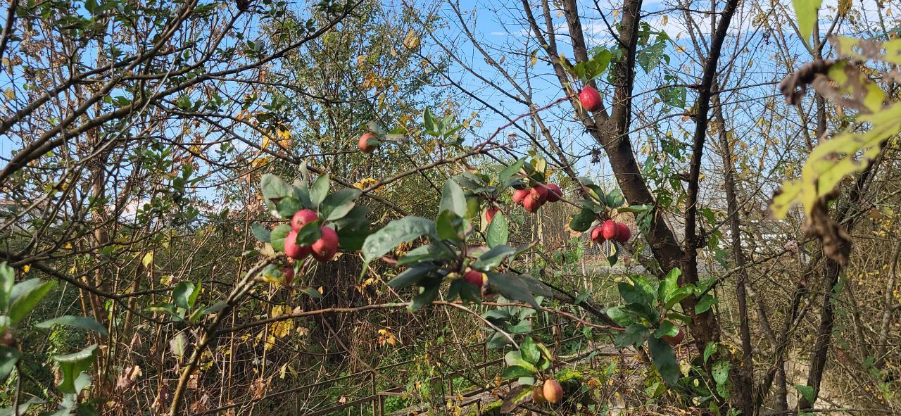 میوه دهی زمستانی درخت سیب در فومن