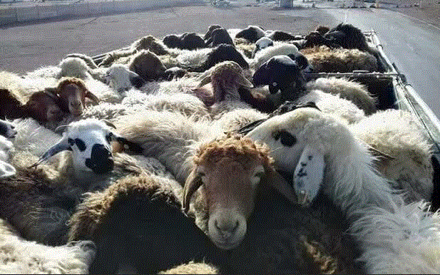 ضبط ۴۳ راس دام زنده قاچاق در بوکان ضبط ۴۳ راس دام زنده قاچاق در بوکان