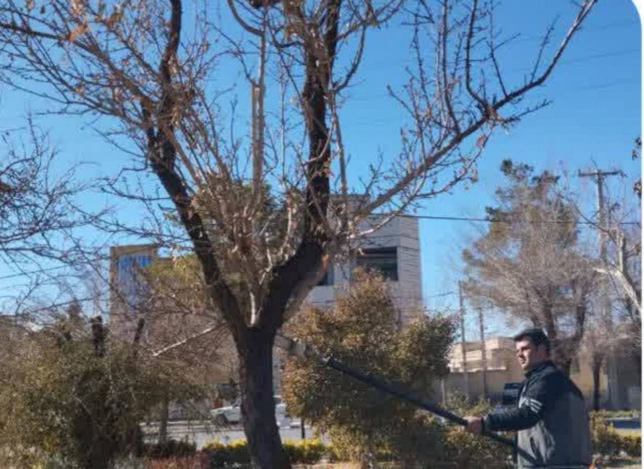 اجرای طرح هرس درختان در پارکها و خیابانهای آباده اجرای طرح هرس درختان در پارکها و خیابانهای آباده