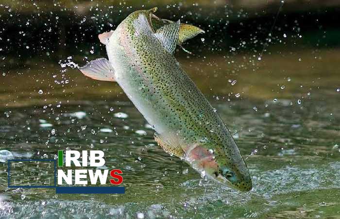 همایش آبزی‌پروری و فناوری نوین در لرستان برگزار می‌شود