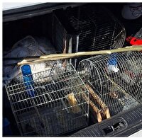 توقیف عاملان زنده‌گیری غیرمجاز پرندگان وحشی در منطقه رودافشان دماوند