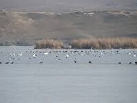 یخ زدگی تالاب‌ها در چهارمحال و بختیاری