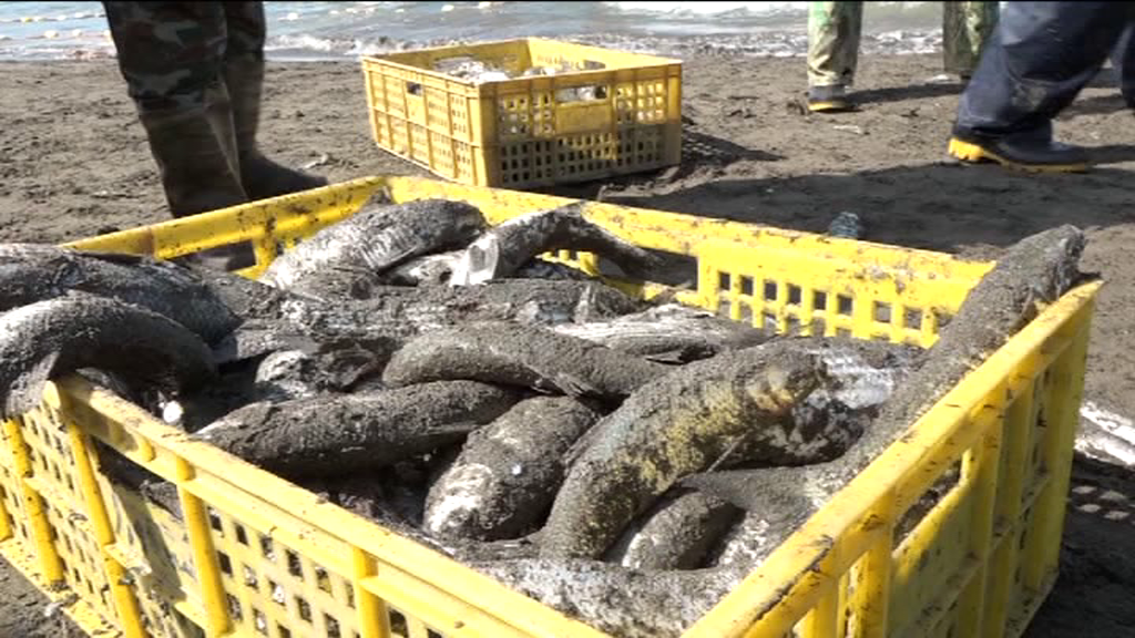 درآمد ۳۷۰ میلیارد تومانی صیادان گیلانی