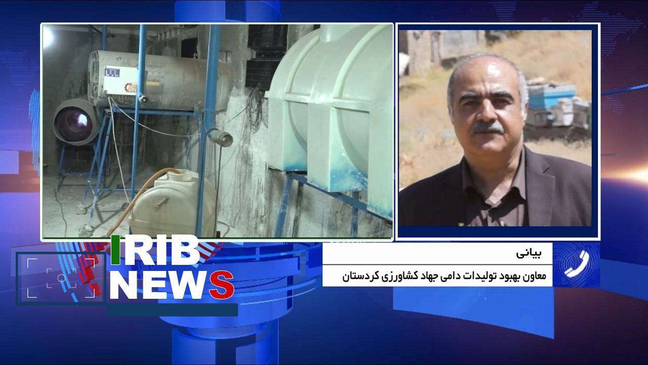 سرگردانی مرغداران کردستانی در پیچ‌و‌خم تأمین نهاده‌های مرغداری‌ها