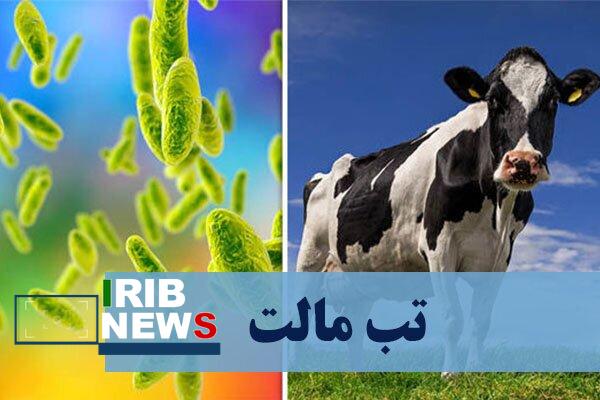 شناسایی بیش از ۶۰۰ مورد تب مالت در کردستان شناسایی بیش از ۶۰۰ مورد تب مالت در کردستان