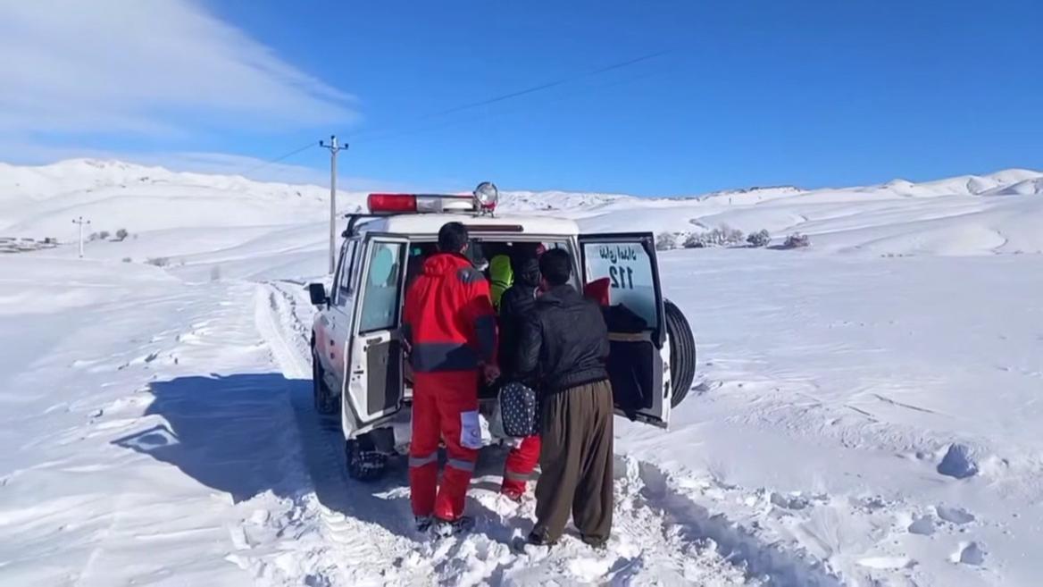 تولد نوزاد عجول در محور برفگیر تکاب_شاهیندژ تولد نوزاد عجول در محور برفگیر تکاب_شاهیندژ