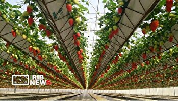 کاهش مصرف انرژی در گلخانه زمین گرمایی