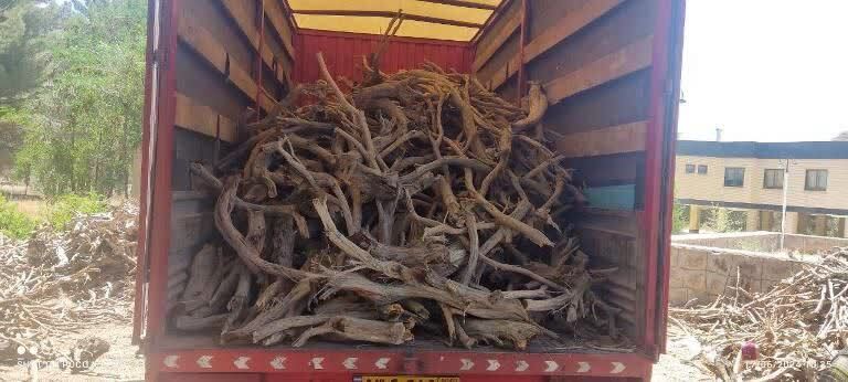 کشف محموله چوب تاغ قاچاق در سمنان