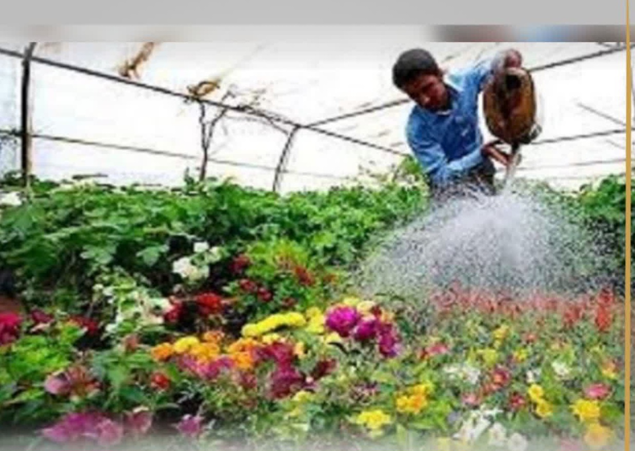 تولید بیش از ۱۲ میلیون انواع گل در گلخانه شهرداری بجنورد 