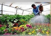 تولید بیش از ۱۲ میلیون انواع گل در گلخانه شهرداری بجنورد 