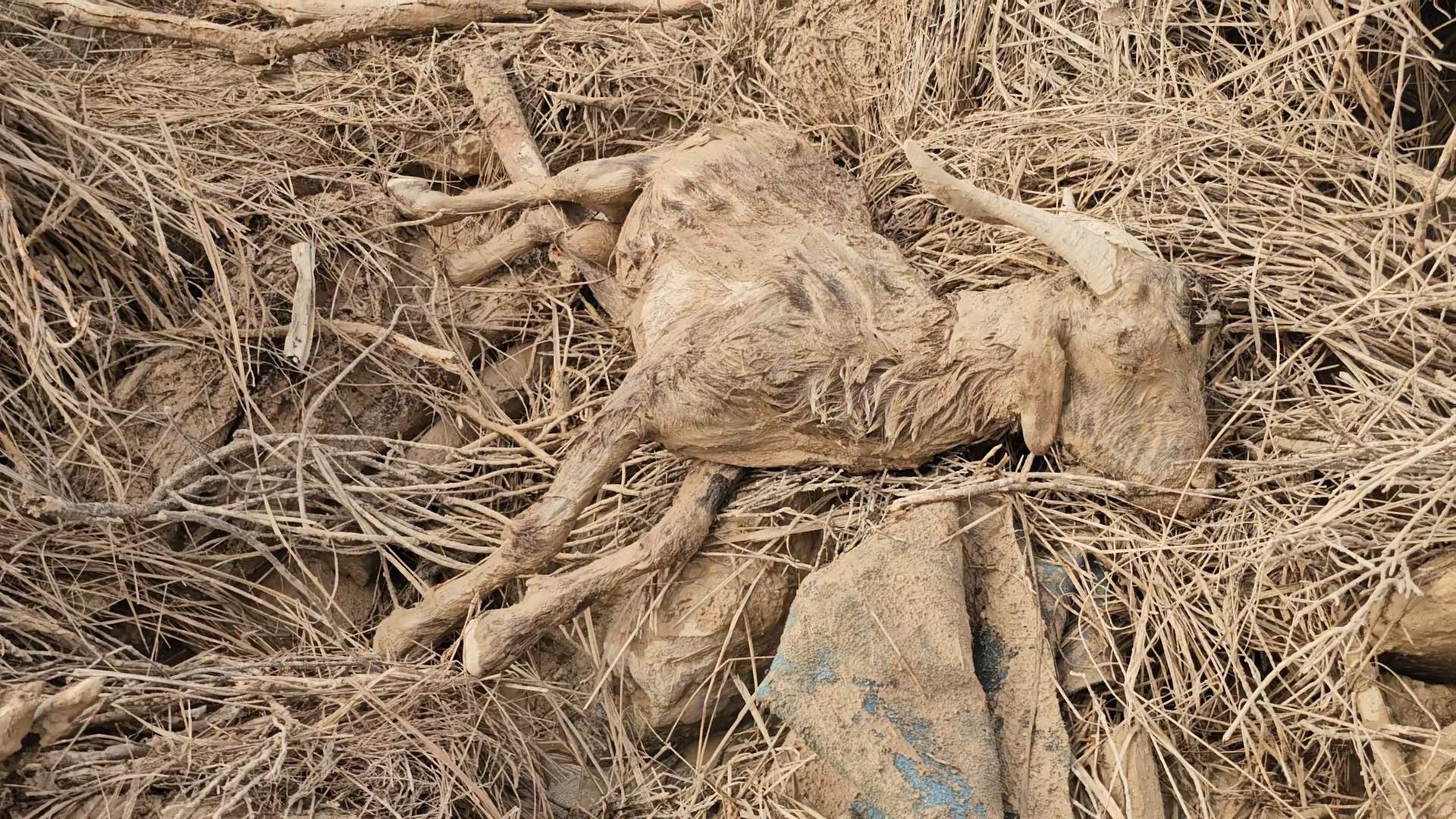 هشت خانوار در بندرعباس دچار سیلاب شدند