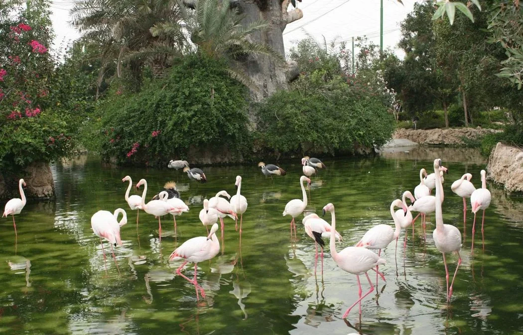 تنوع کم‌نظیر پرندگان در کیش با ثبت ۲۳۰ گونه