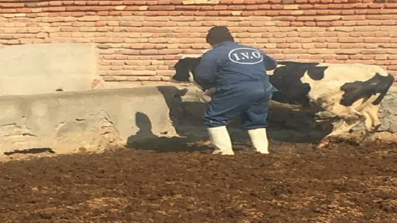 ارائه خدمات رایگان دامپزشکی در روستای علی‌آباد ایلخچی