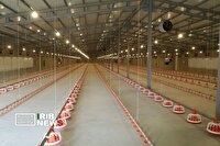 افتتاح مرغداری۹۰ هزار قطعه‌ای در سلسله لرستان