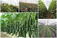 شیروان قطب تولید محصولات گلخانه‌ای در خراسان شمالی