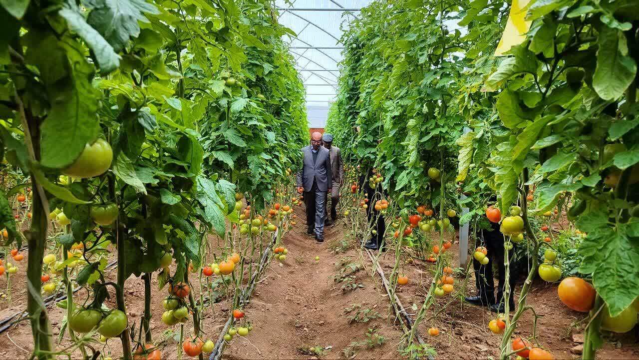 افتتاح گلخانه صادرات‌محور صحنه با حضور استاندار کرمانشاه