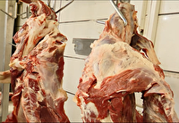 اعلام نرخ مصوب گوشت قرمز برای عرضه در شهر بندرعباس