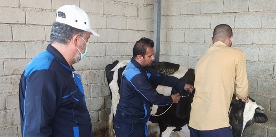 ایمن سازی بیش از ۸ هزار رأس دام سنگین علیه بیماری لمپی‌اسکین در رامهرمز