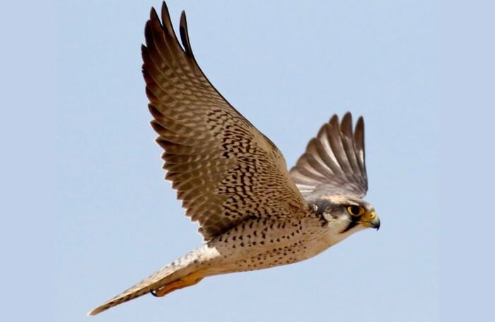 کشف یک قطعه شاهین غیرمجاز در فاروج