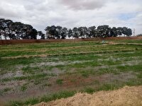 اجرای طرح ملی گندم با رویکرد مقاومت در برابر تنش خشکی در زارچ