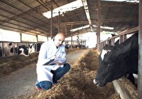 پوشش بهداشتی بیش از ۲ میلیون رأس دام در خوزستان