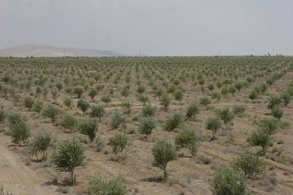 باغداران گیلانی مبارزه با آفت زیتون را جدی بگیرند