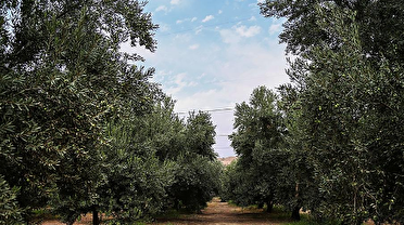 باغداران گیلانی مبارزه با آفت زیتون را جدی بگیرند