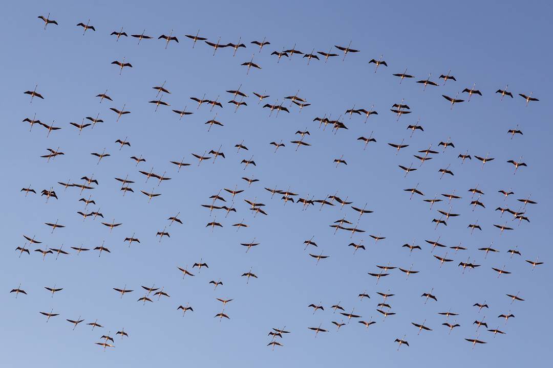 آغاز سرشماری پرندگان آبزی و کنار آبزی در زیستگاه‌های آذربایجان غربی