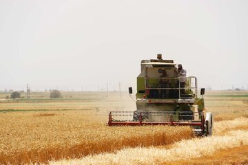 به حد مطلوب رسیدن ذخایر گندم استان اردبیل