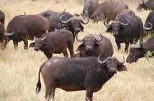 بهره برداری از مجتمع گاومیش داری صنعتی شیری در شوش