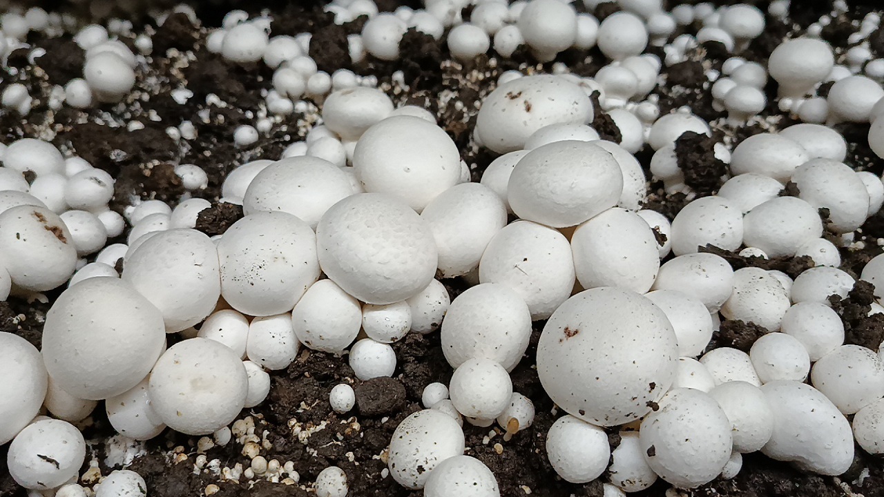 افتتاح بزرگترین واحد پرورش قارچ آذربایجان شرقی در مراغه