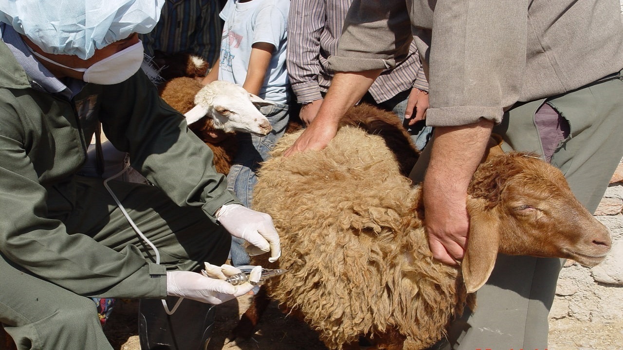 ۱۰ هزار رأس دام و طیور عشایری در اردبیل واکسینه شدند