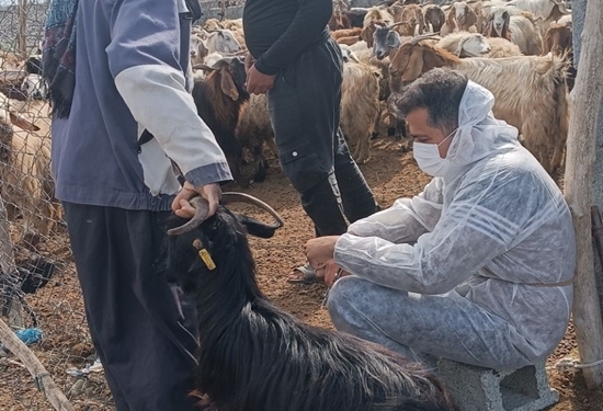  ارتقای سلامت سرمایه‌های دامی در رابر با اجرای اردوی جهادی