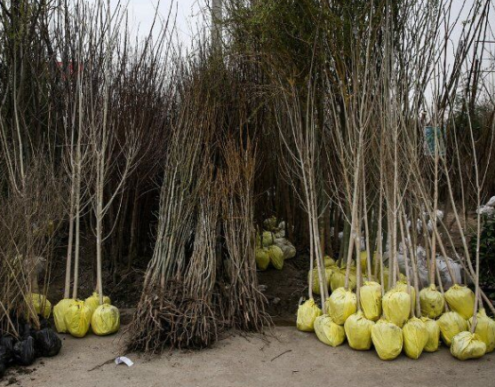 تولید ۳۰۰ هزار اصله نهال برای زراعت چوب در کهگیلویه و بویراحمد