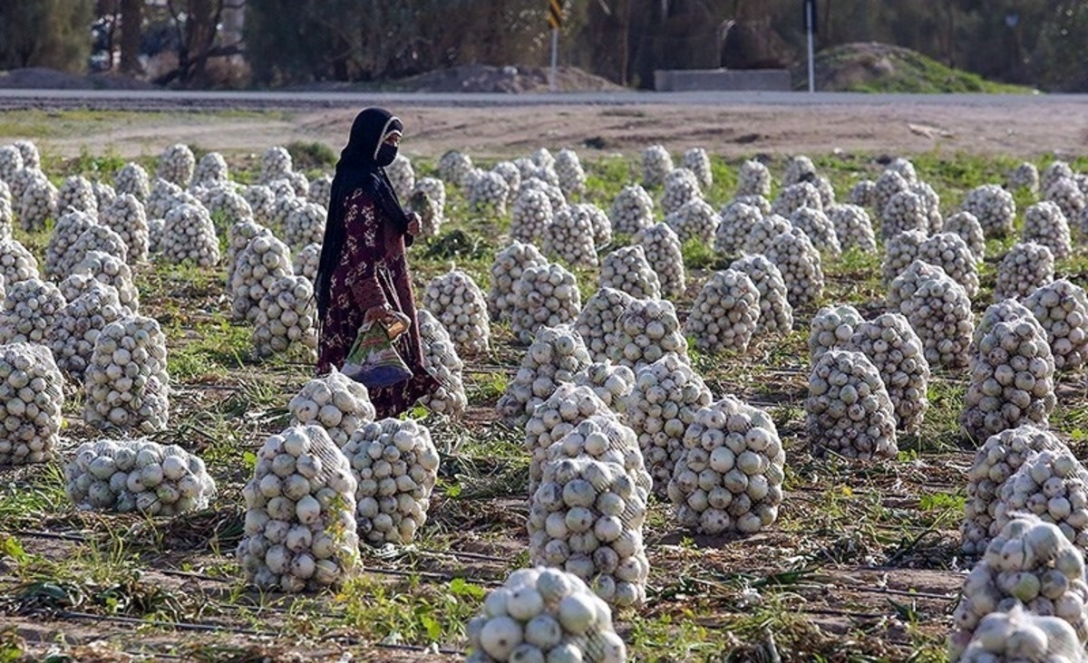 اعلام نرخ رسمی خرید تضمینی سیب‌زمینی و پیاز برای سال زراعی ۱۴۰۴–۱۴۰۵