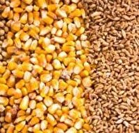 آغاز ثبت‌سفارش جدید ذرت دامی و جو