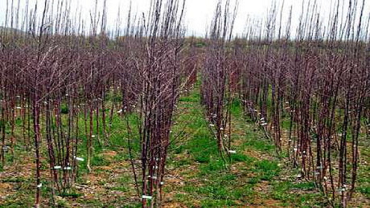 فعالیت ۳۸ نهالستان در آذربایجان شرقی