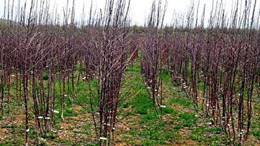 فعالیت ۳۸ نهالستان در آذربایجان شرقی