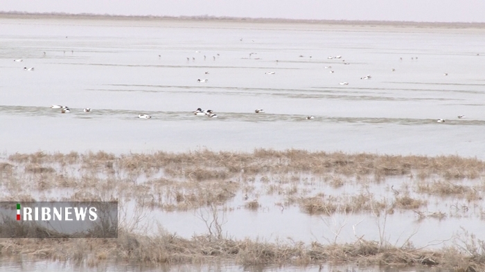 تالاب مره قم میزبان بیش از سی و پنج هزار پرنده مهاجر تالاب مره قم میزبان بیش از سی و پنج هزار پرنده مهاجر