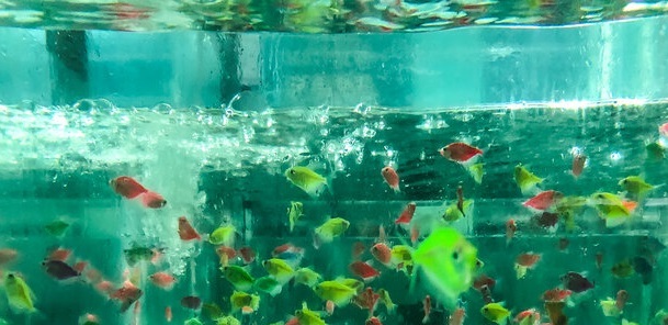 بروجرد قطب تولید ماهیان تزئینی در لرستان