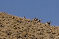 افزایش شش درصدی گونه‌ های شاخص حیات وحش استان تهران در سرشماری ۱۴۰۴