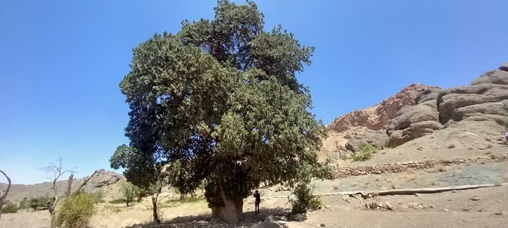 درخت سرو کهنسال برشک قاین در فهرست میراث طبیعی ثبت شد