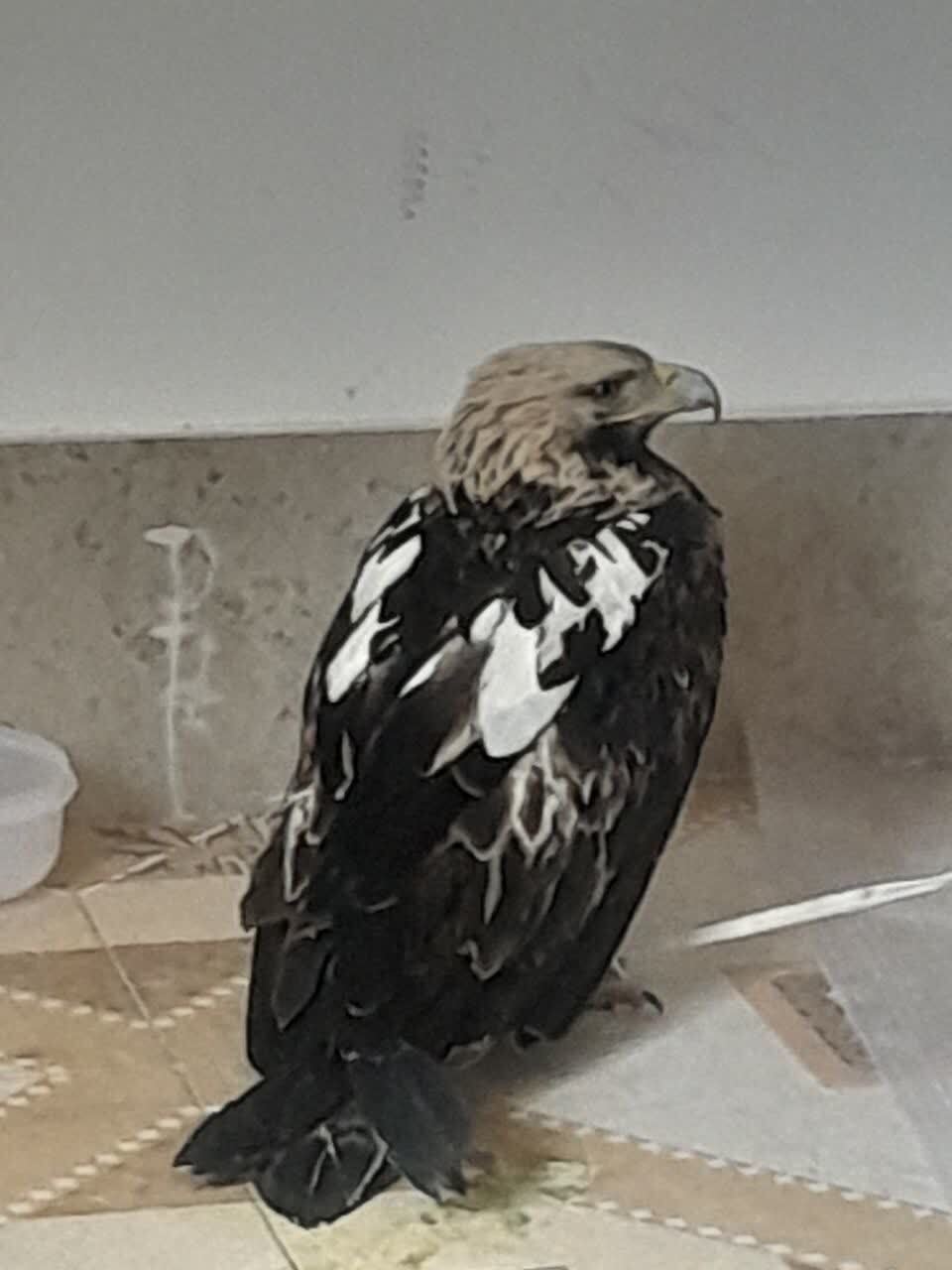 تحویل یک بهله عقاب شاهی به اداره حفاظت محیط زیست شهرستان دورود تحویل یک بهله عقاب شاهی به اداره حفاظت محیط زیست شهرستان دورود