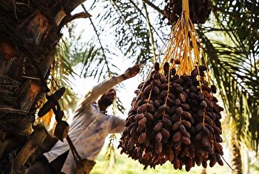 نخلستان های شادگان، آبادان و خرمشهر مثلت طلایی تولید خرما