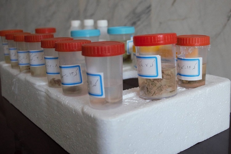 ارسال ۵۵ نمونه بیولوژیک حیاتوحش اردبیل به بانک ژن شمالغرب ارسال ۵۵ نمونه بیولوژیک حیاتوحش اردبیل به بانک ژن شمالغرب