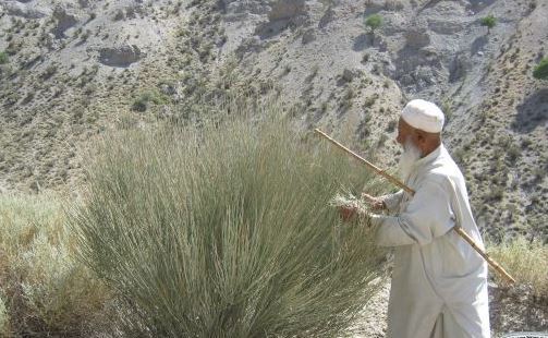 شناسایی بیش از ۴۰۰ گونه گیاهی در خاش شناسایی بیش از ۴۰۰ گونه گیاهی در خاش