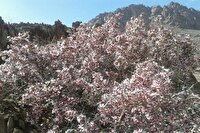 شناسایی بیش از ۴۰۰ گونه گیاهی در خاش