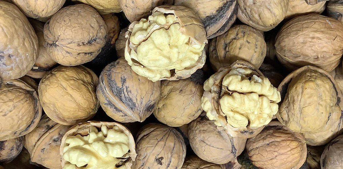 تولید ۲۵۰ هزار تن گردو با وجود تنش‌های اقلیمی