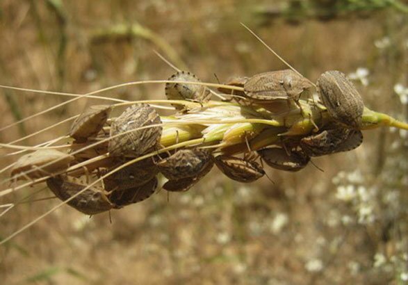 هشدار فوری سازمان حفظ نباتات درباره آغاز مبارزه با آفت سن گندم در جنوب کشور هشدار فوری سازمان حفظ نباتات درباره آغاز مبارزه با آفت سن گندم در جنوب کشور